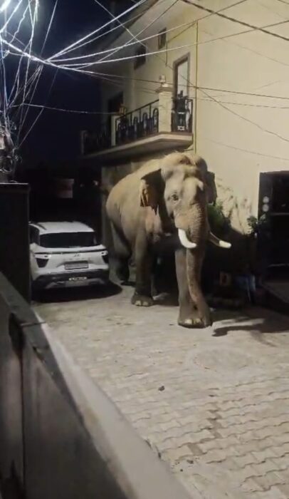 रात के अंधेरे में कॉलोनी में पहुंचा जंगली हाथी, सहमे लोग