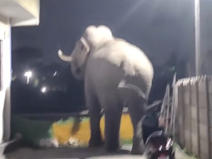 कनखल में फिर हाथियों की दस्तक, वीडियो वायरल